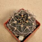 20260613_155709 Gymnocalycium riojense v pipanacoense