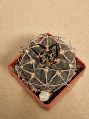 20260613_155709 Gymnocalycium riojense v pipanacoense