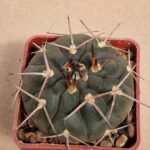 20260613_155716 Gymnocalycium riojense v guthianum