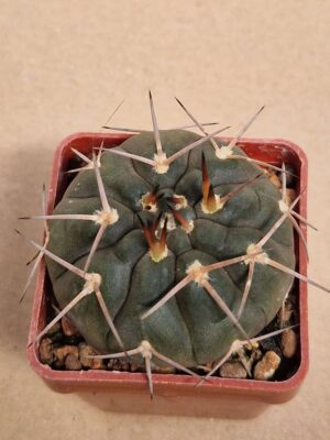 20260613_155716 Gymnocalycium riojense v guthianum