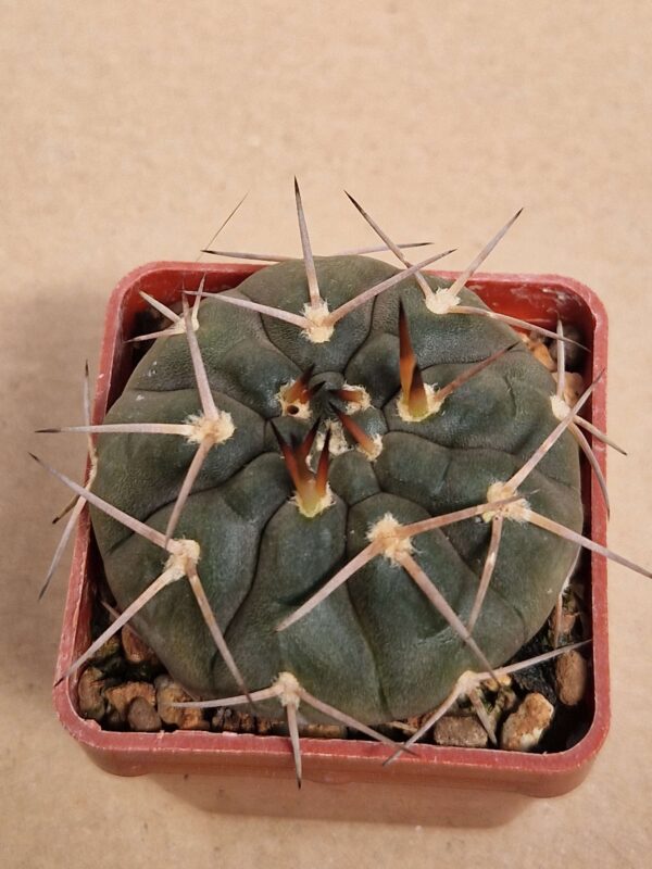 Gymnocalycium riojense v guthianum