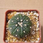 Astrophytum hybrid