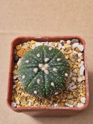 20260614_134124 Astrophytum hybrid