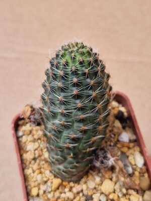 20260614_134148 Mediolobivia rosalbiflora