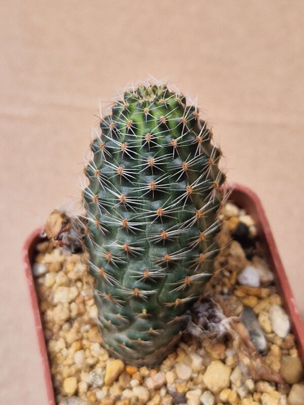 Mediolobivia rosalbiflora