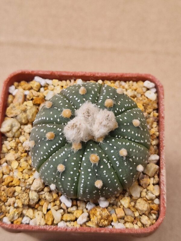 Astrophytum asterias