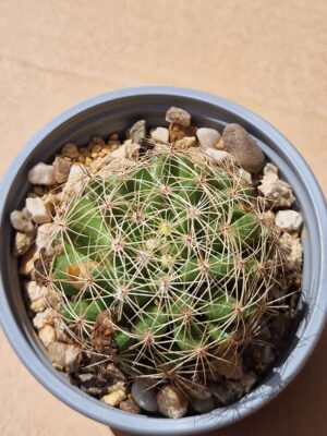 20260614_140024 Mammillaria sphaerica