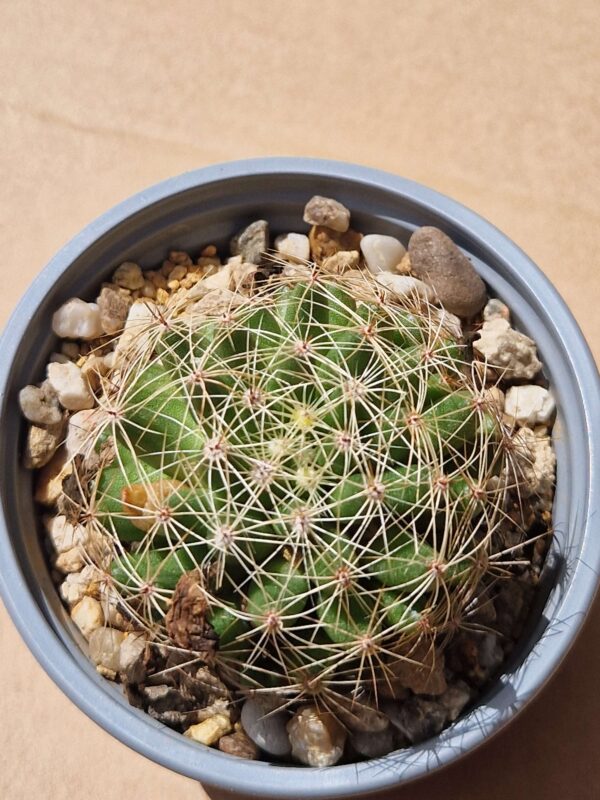Mammillaria sphaerica