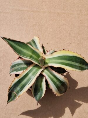 20260614_141035 Agave sp