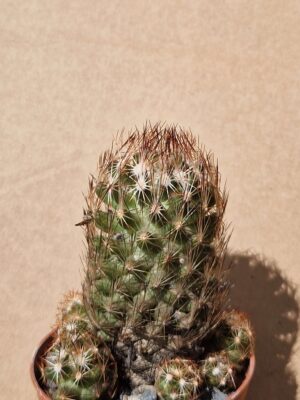 20260614_141120 Coryphantha hesterii
