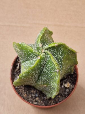 20260614_142958 Astrophytum hybrid