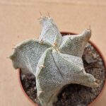 20260614_143014 Astrophytum hybrid