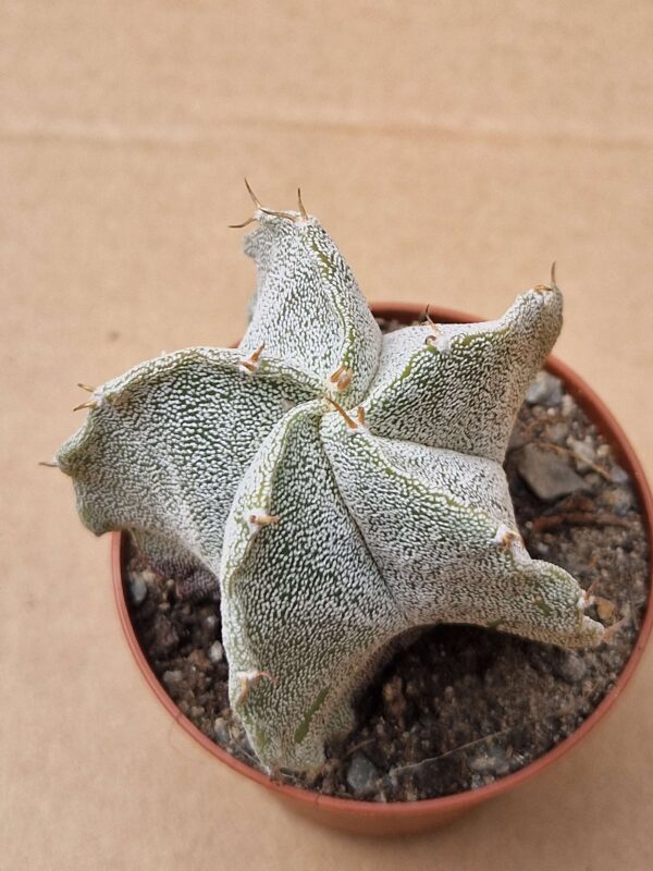Astrophytum hybrid