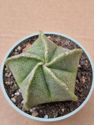 20260614_145924 Astrophytum hybrid