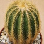 Notocactus warasii