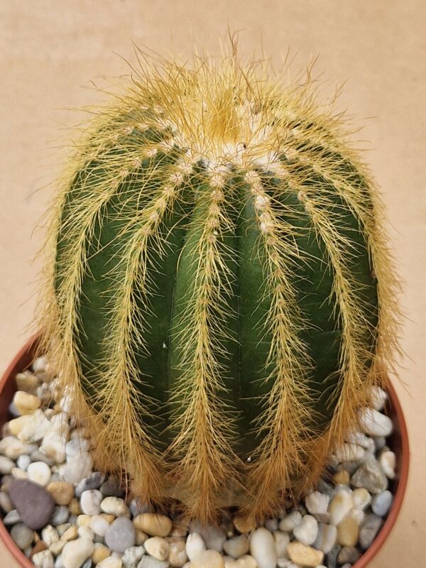Notocactus warasii