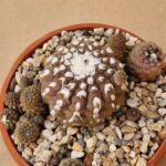 Copiapoa barquitensis