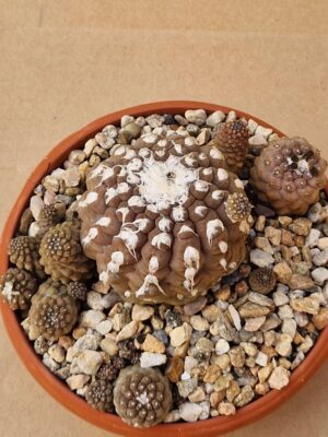 20260614_150513 Copiapoa barquitensis
