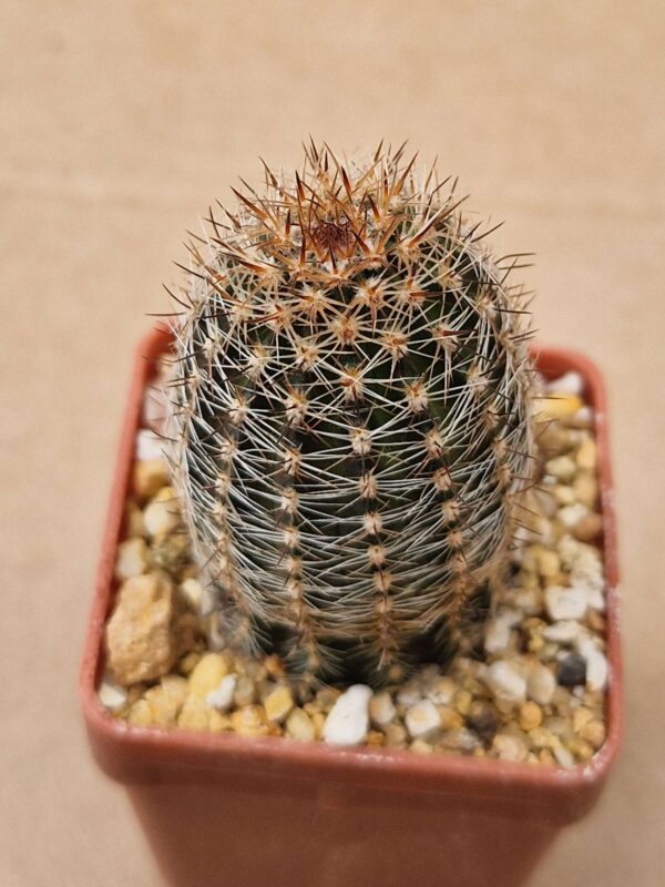 Lobivia haematantha