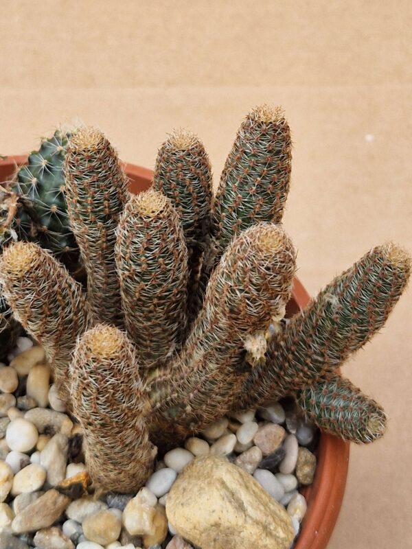 Mediolobivia diersiana v minor