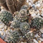 Mediolobivia haagei v eos