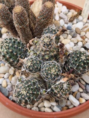 20260614_151113 Mediolobivia haagei v eos