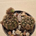 Lobivia arachnacantha v toreccillanensis