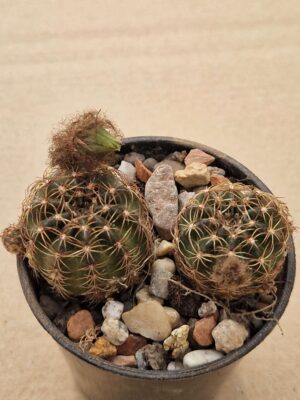20260615_173550 Lobivia arachnacantha v toreccillanensis