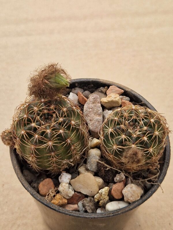 Lobivia arachnacantha v toreccillanensis