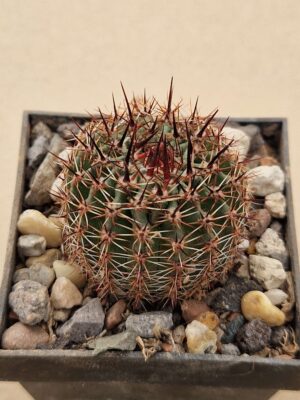 Lobivia aurea v tortuosa