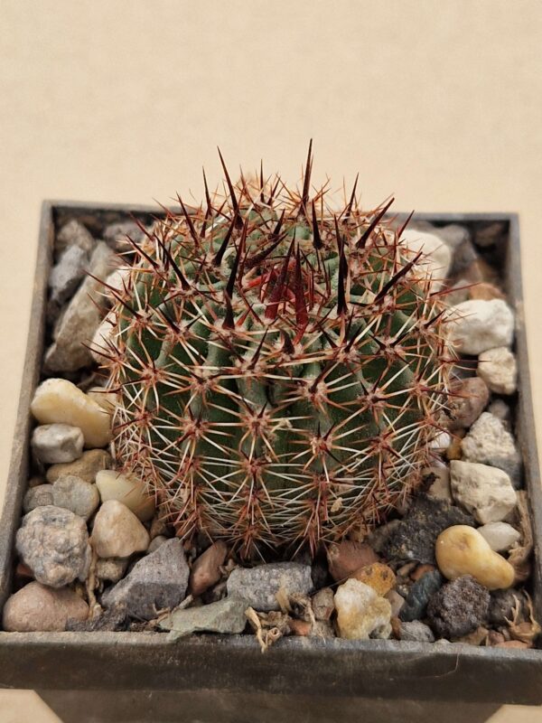 Lobivia aurea v tortuosa