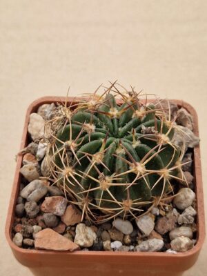 Lobivia calorubra v megalocephala