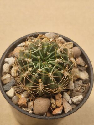 20260617_140945 Lobivia cinnabarina v gracilis