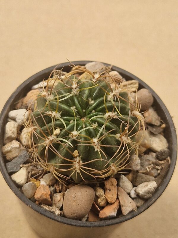 Lobivia cinnabarina v gracilis