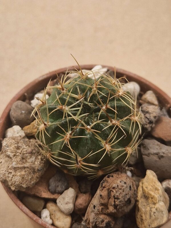 Lobivia cinnabarina v zudanensis