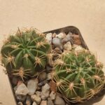 Lobivia cinnabarina f tarabucoensis