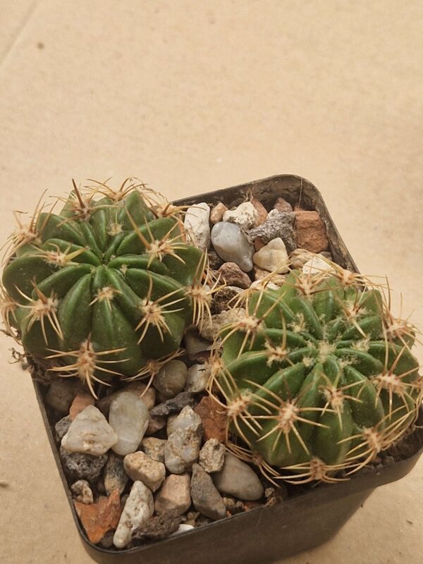 Lobivia cinnabarina f tarabucoensis