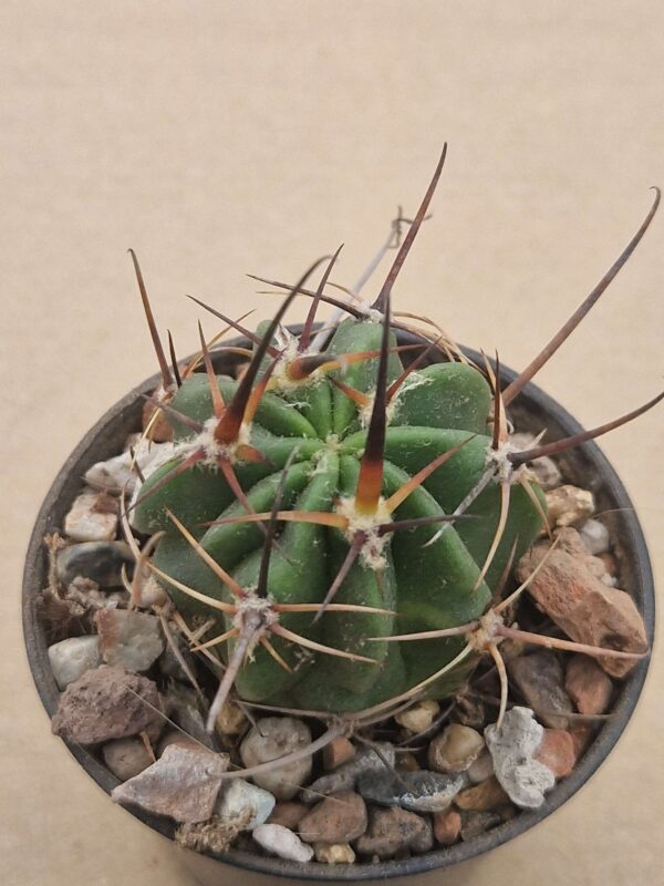 Lobivia ferox