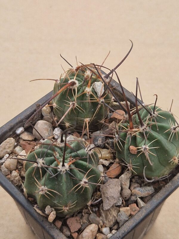 Lobivia ferox v longispina