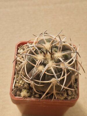20260617_161205 Gymnocalycium cardenasianum f horrididpinum