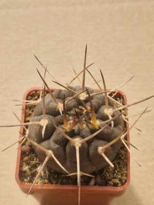 20260617_161216 Gymnocalycium piltziorum