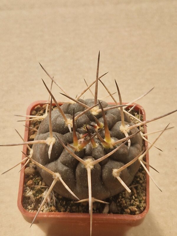Gymnocalycium piltziorum