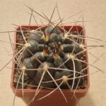 20260617_161228 Gymnocalycium weissianum