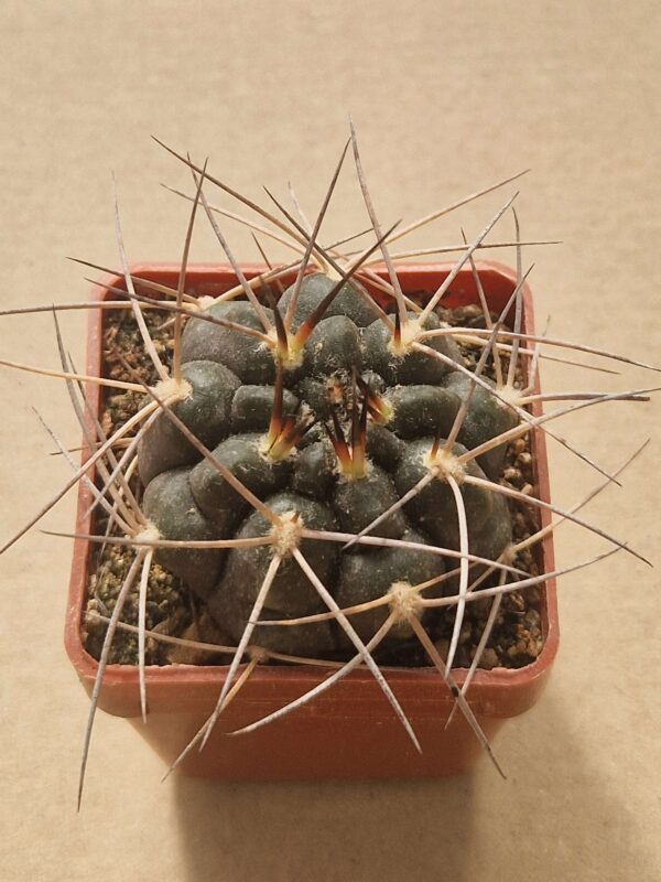 Gymnocalycium weissianum