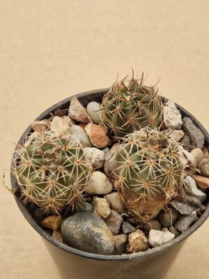 20260618_155249 Lobivia haematantha