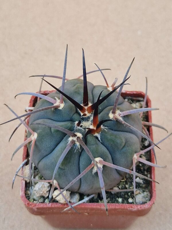 Gymnocalycium spegazzinii v horizonthalonium