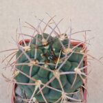 Gymnocalycium catamarcense