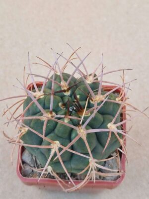 20260619_160409 Gymnocalycium catamarcense