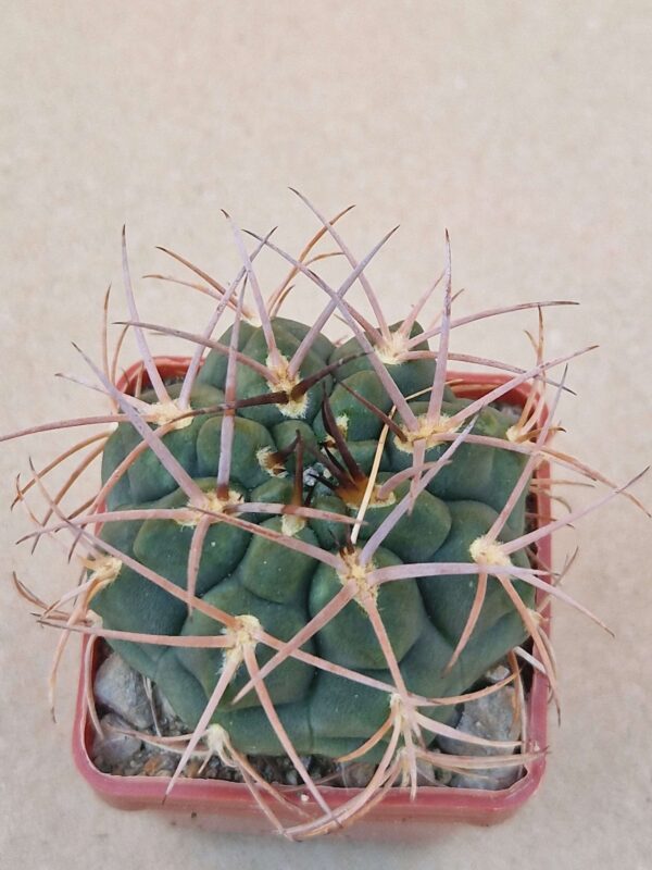 Gymnocalycium catamarcense