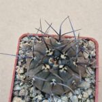 20260619_160426 Gymnocalycium riojense ssp paucispinum v guasayense